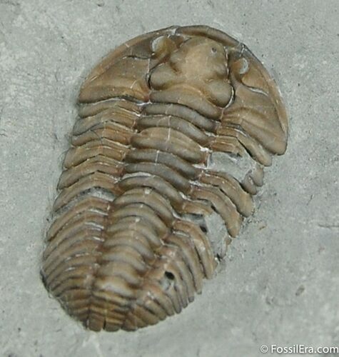 Inch, D Flexicalymene Trilobite #228